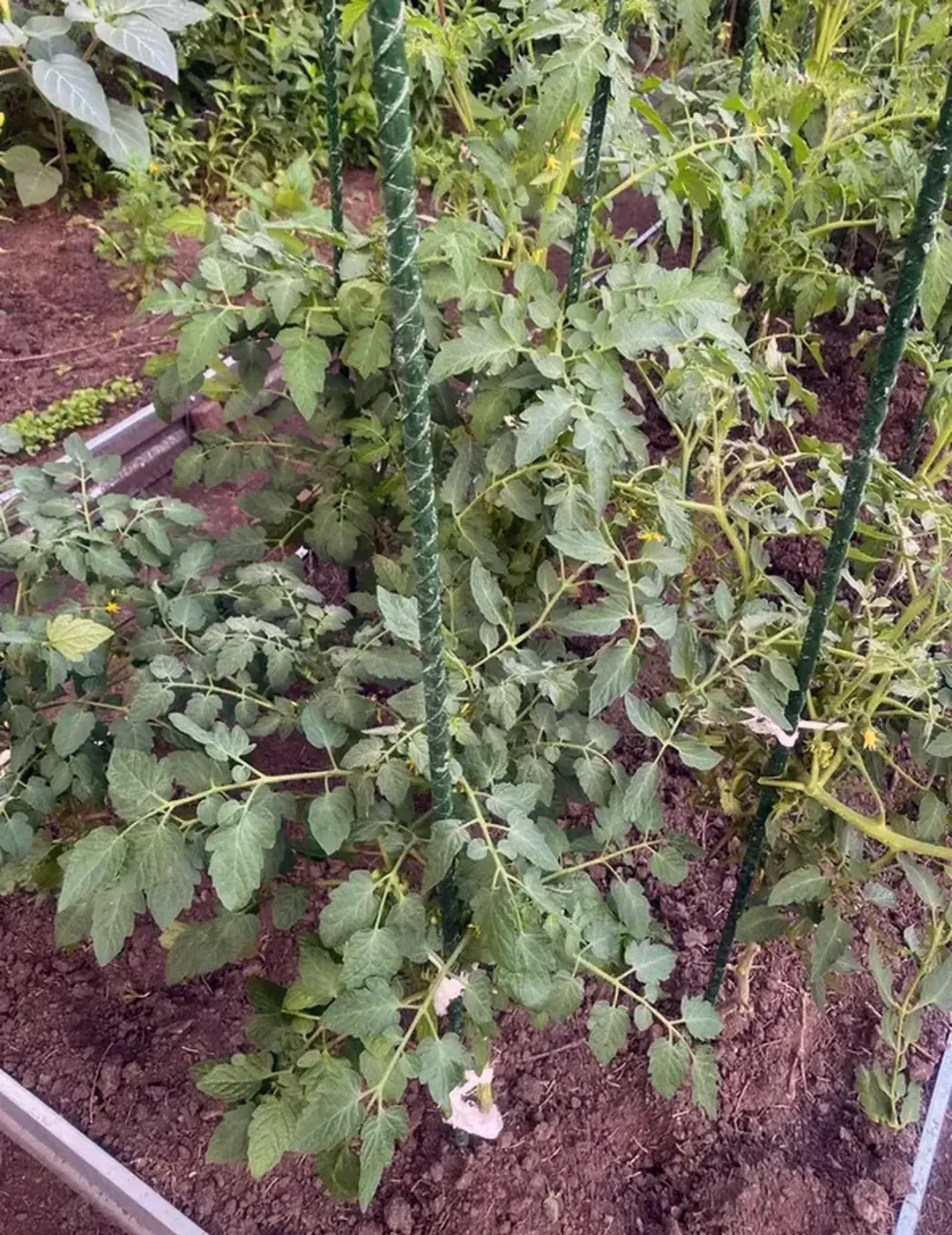 Колышки зеленые для подвязки растений 2 м